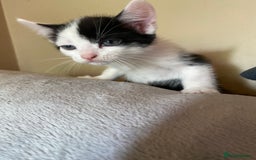 British Shorthair cats for sale: AVAILABLE 2 Beautifulbou kittens identical twins  - Image 3