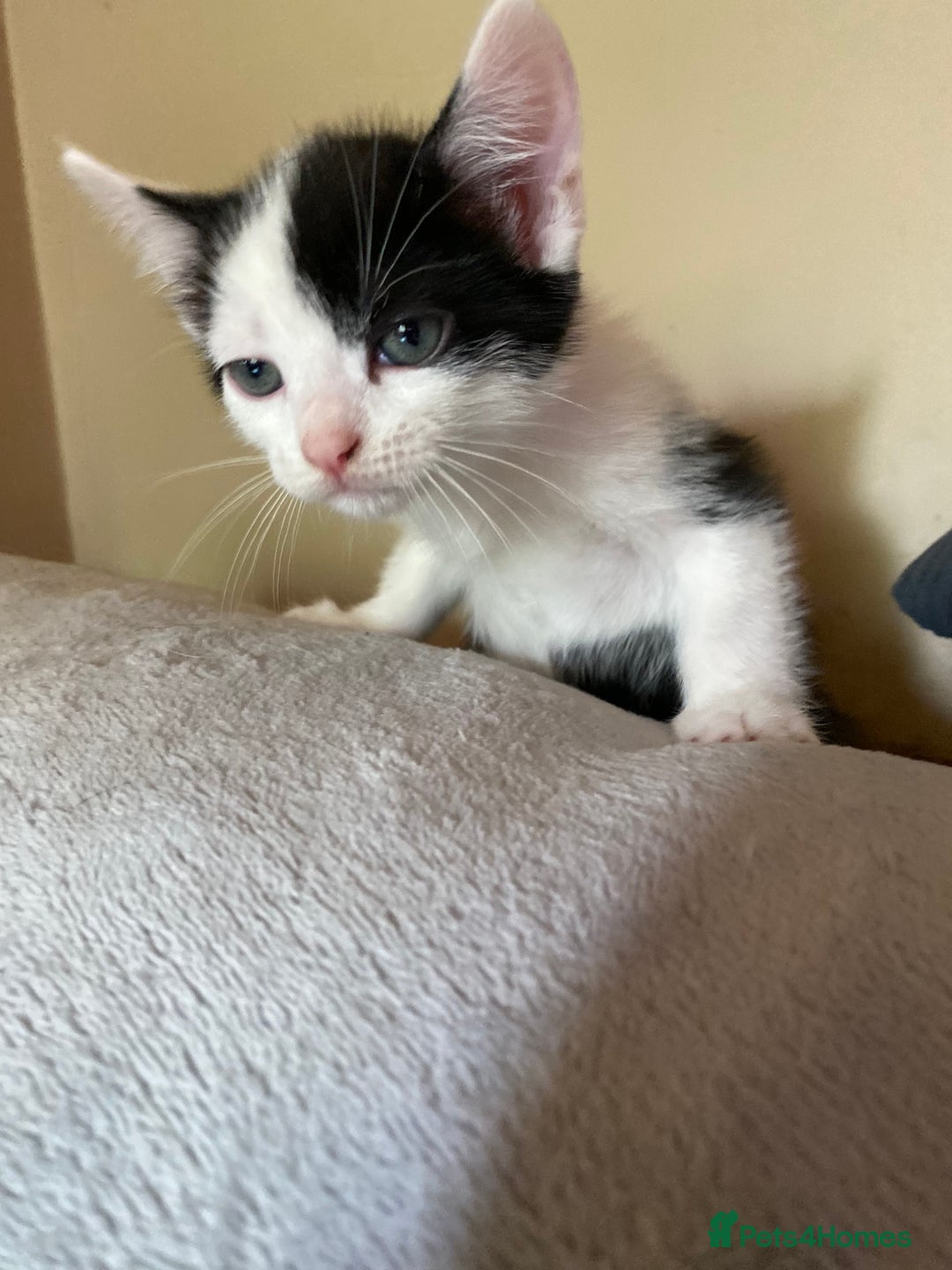 British Shorthair cats for sale: AVAILABLE 2 Beautifulbou kittens identical twins  - Image 3
