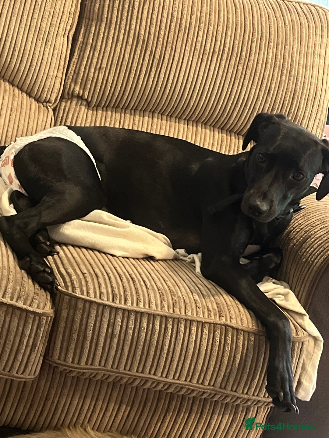 Mixed Breed dogs for sale: Gorgeous greyhound cross weimaraner - Advert 2