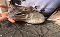 Chinchilla rodents for sale: Beautiful friendly chinchilla - Image 2