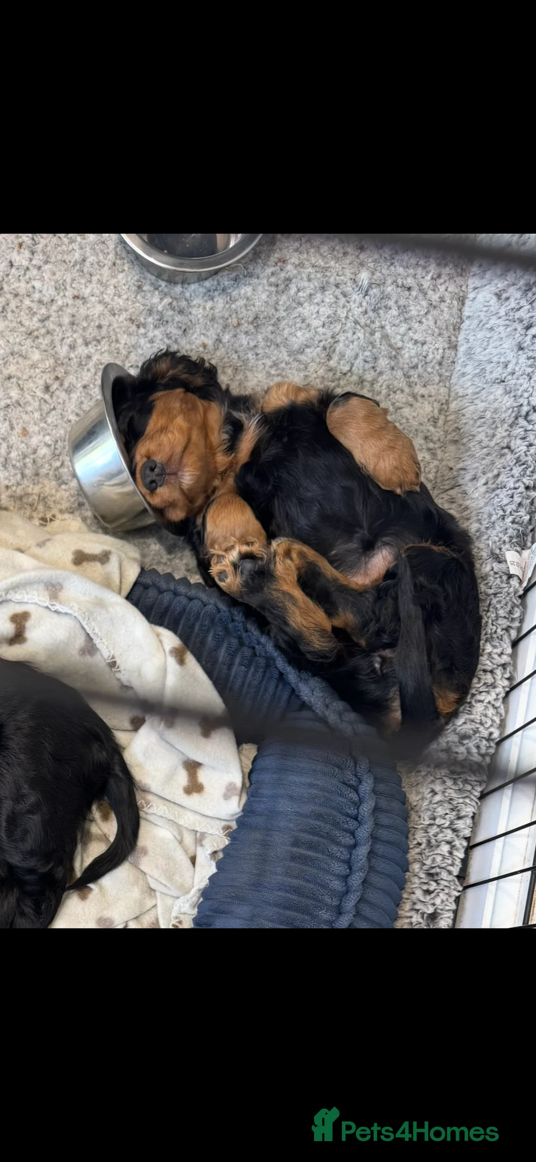 Cocker Spaniel dogs for sale: 🐶 Beautiful Black and Tan Cocker Spaniel Girl in Billericay - Advert 2