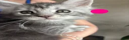 Maine Coon cats for sale: Pure Maine Coon kittens - Advert 15