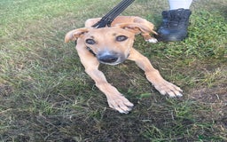 Mixed Breed dogs for sale: Woody - Image 3