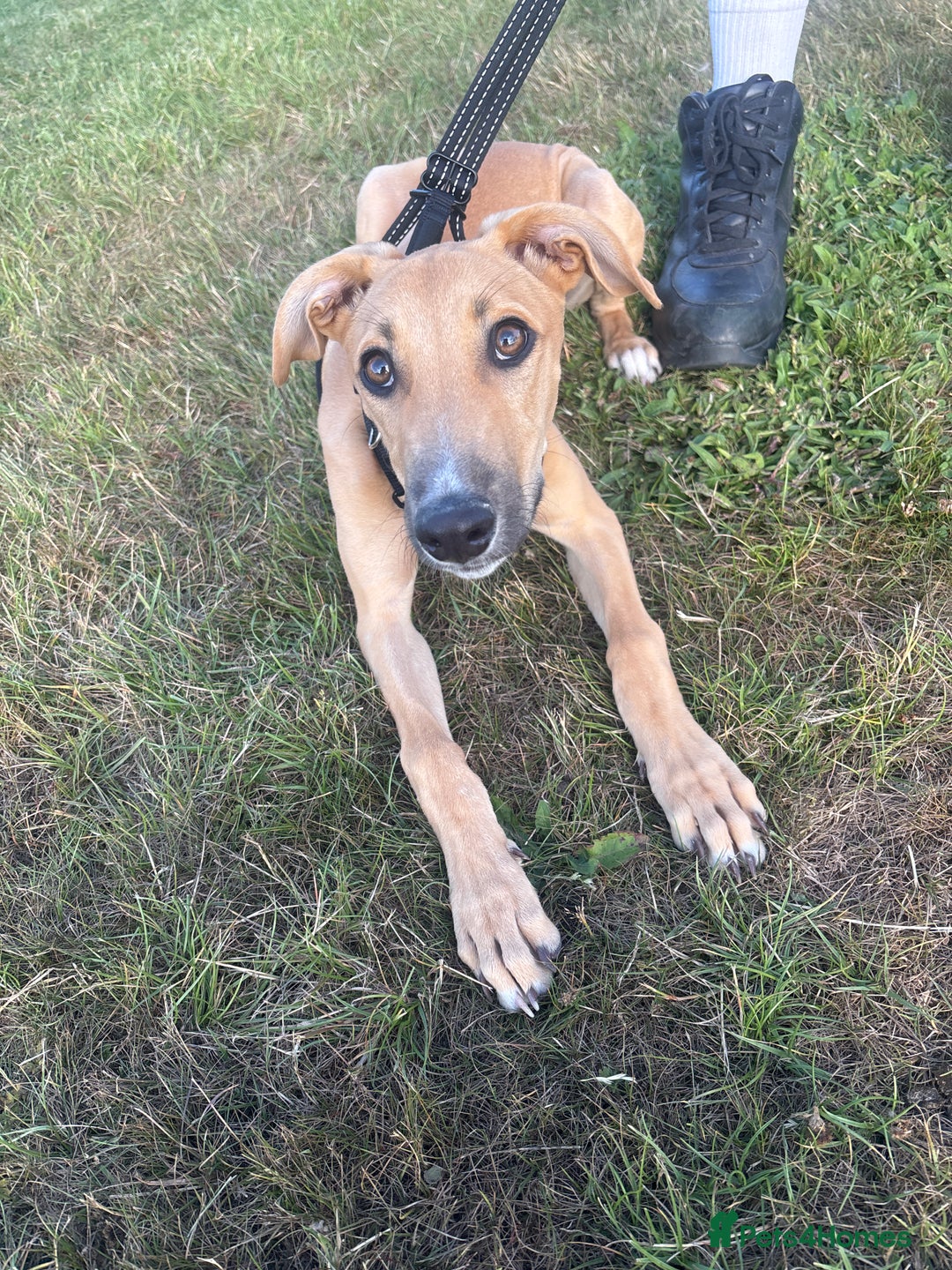 Mixed Breed dogs for sale: Woody - Image 3