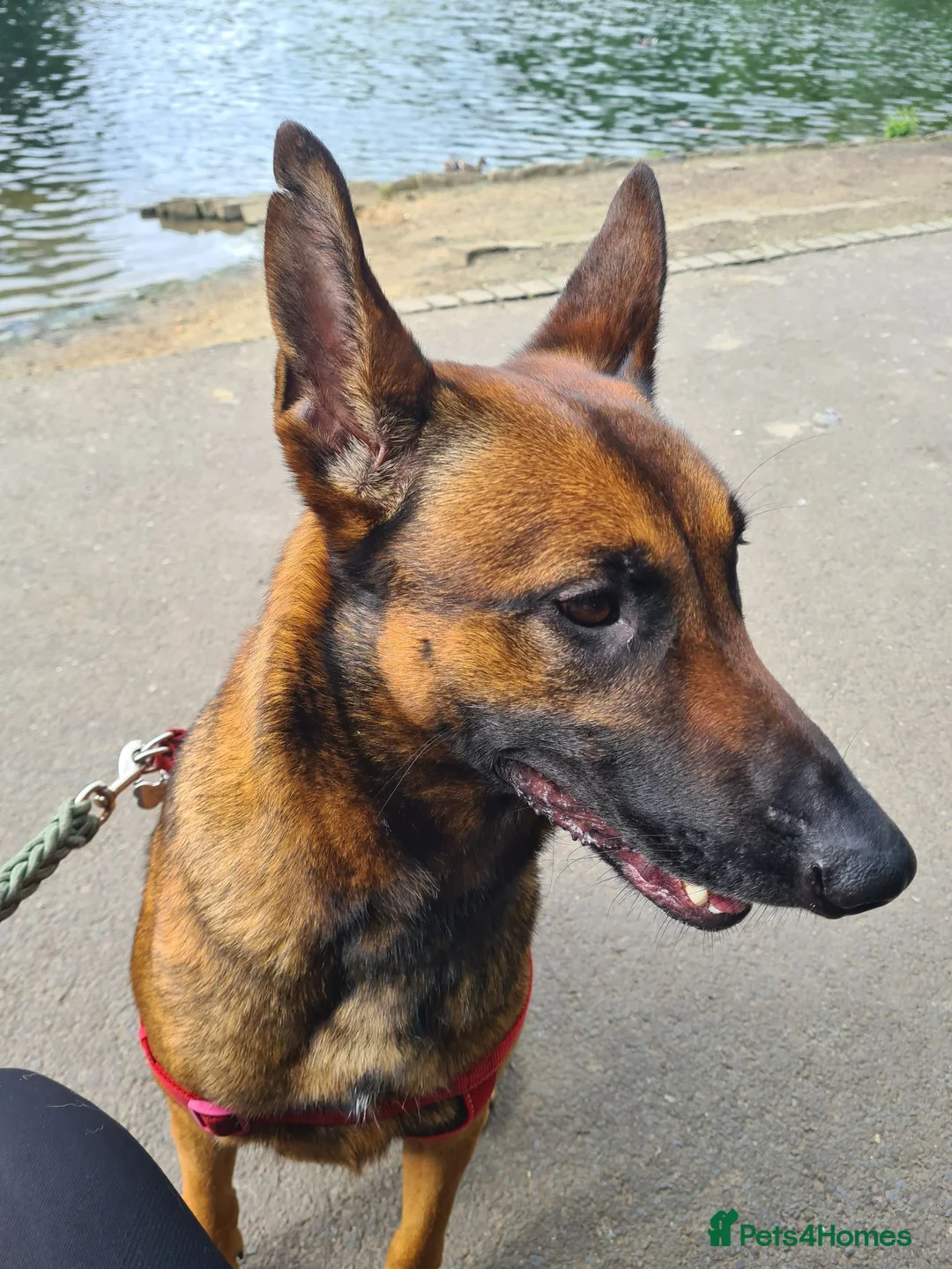 Belgian Shepherd Dog dogs for sale: Belgian Malinois - Advert 2
