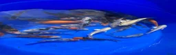 Koi Carp fish for sale: 3-4 inch Koi - Advert 7