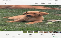 Labrador Retriever dogs for sale: KC Reg Fox Red Puppies *only 2 left** in Oswestry - Image 12