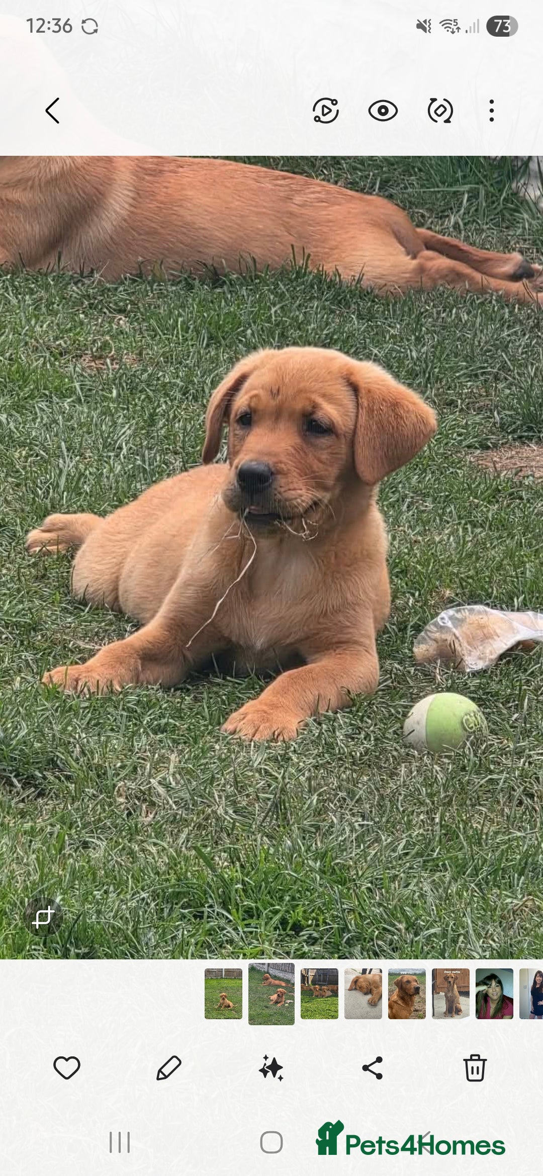 Labrador Retriever dogs for sale: KC Reg Fox Red Puppies *only 2 left** in Oswestry - Image 12