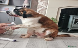 Saint Bernard dogs for sale: Beautiful 10 month old male saint bernard - Image 10