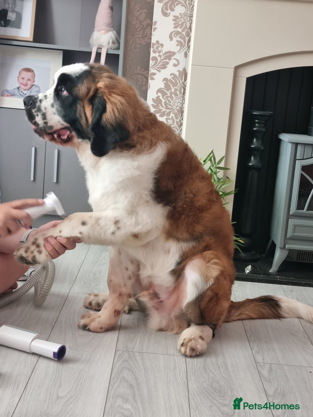 Saint Bernard dogs for sale: Beautiful 10 month old male saint bernard - Image 10