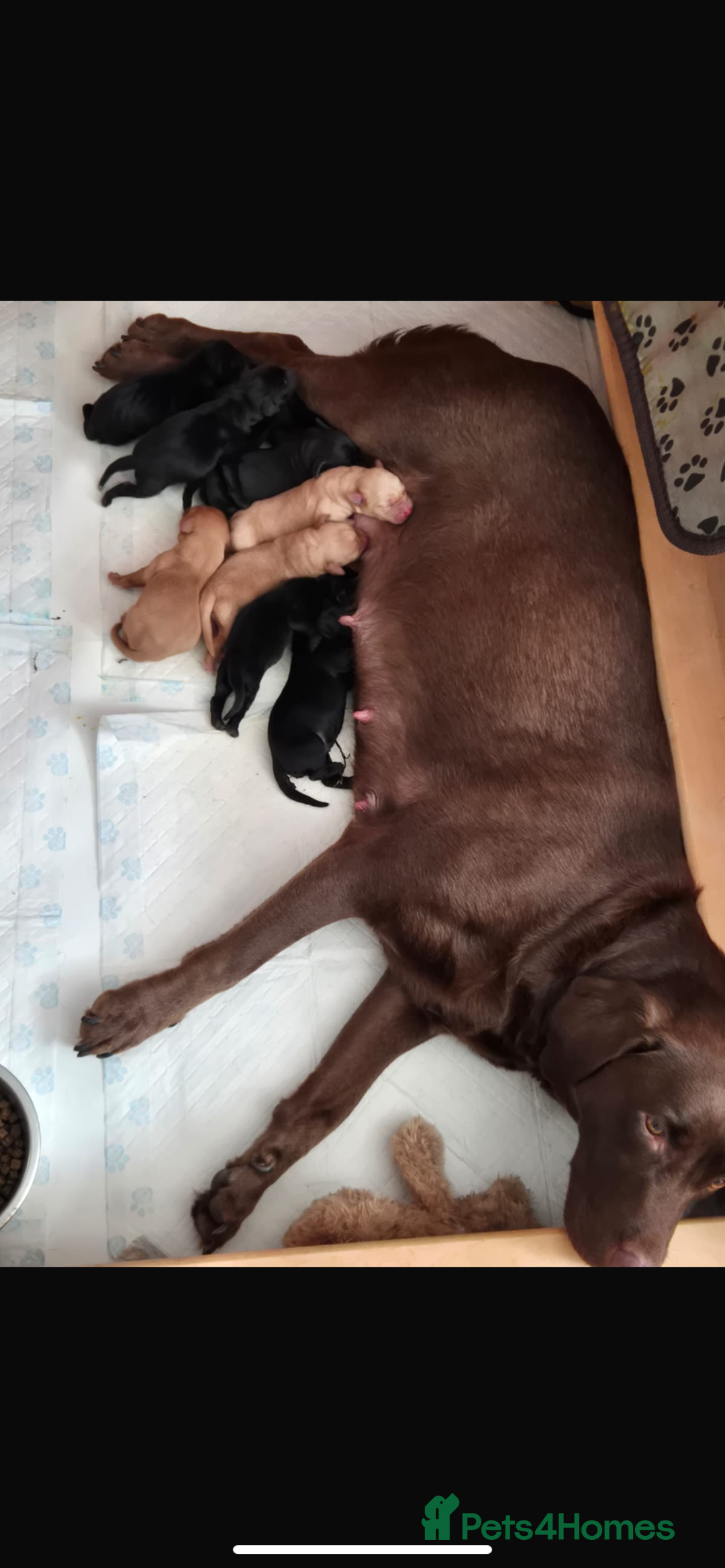 Labrador Retriever dogs for stud: Kc black Labrador for stud  in Ripley - Advert 14