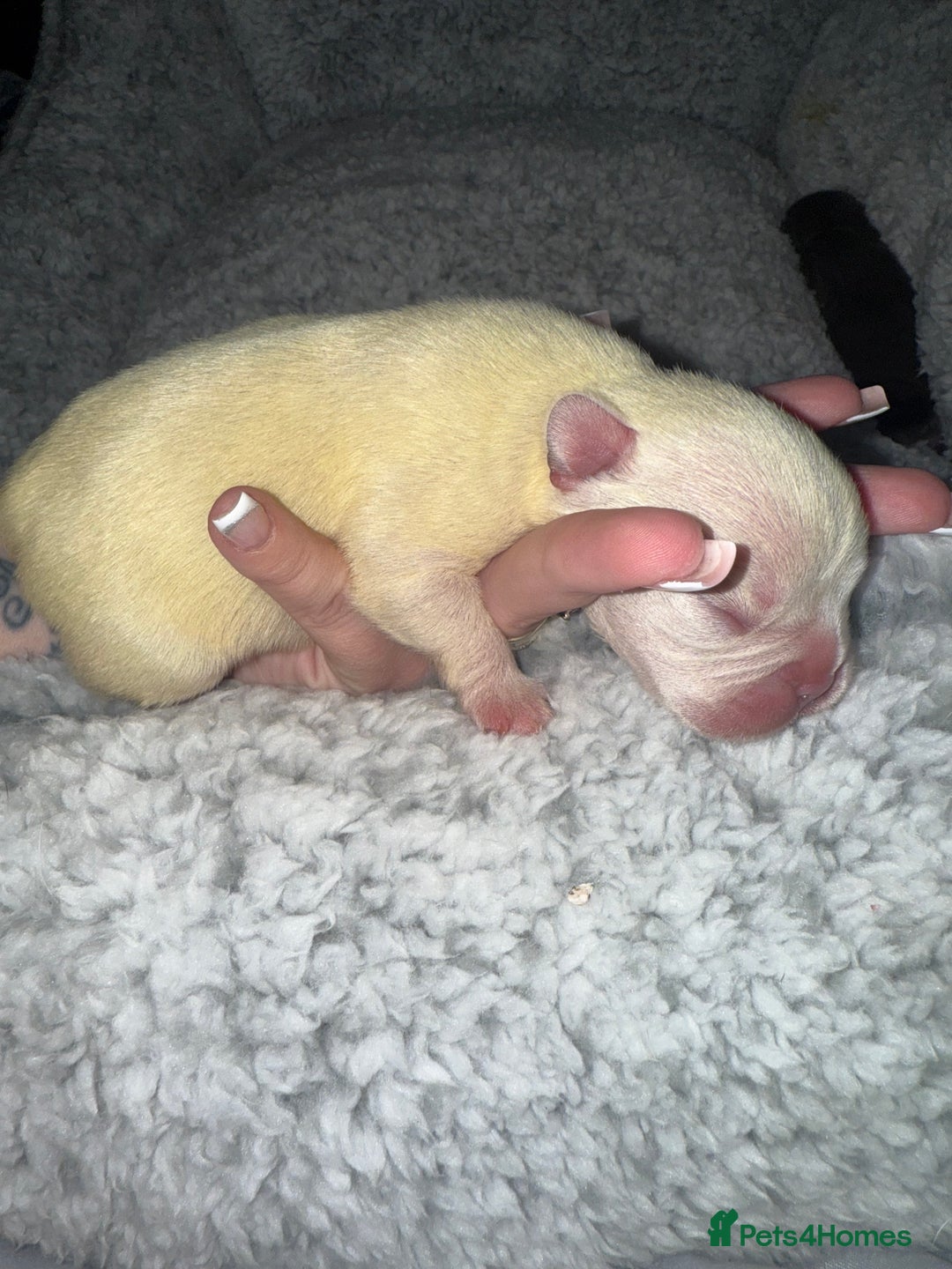 French Bulldog dogs for sale: Puppy frenchies for sale!! - Advert 22