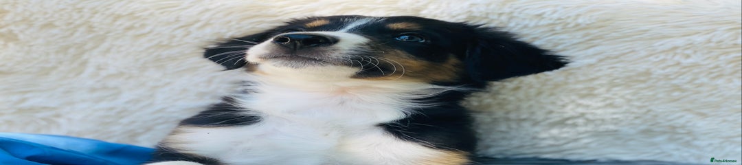 Border Collie Puppy 3