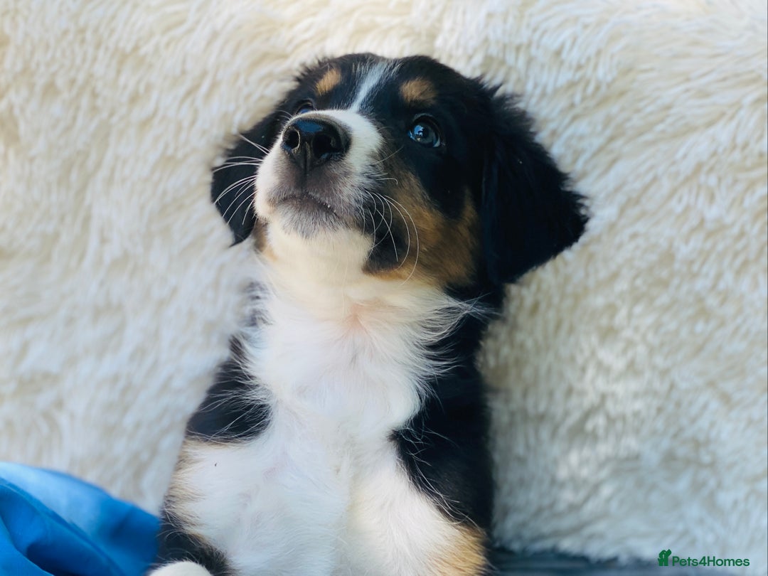 Border Collie dogs for sale: KC Reg Border Collie Puppies Health Tested Parents - Image 3