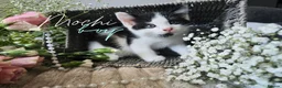 Mixed Breed cats for sale: Beautiful Kittens Looking for Loving Forever Homes - Advert 8