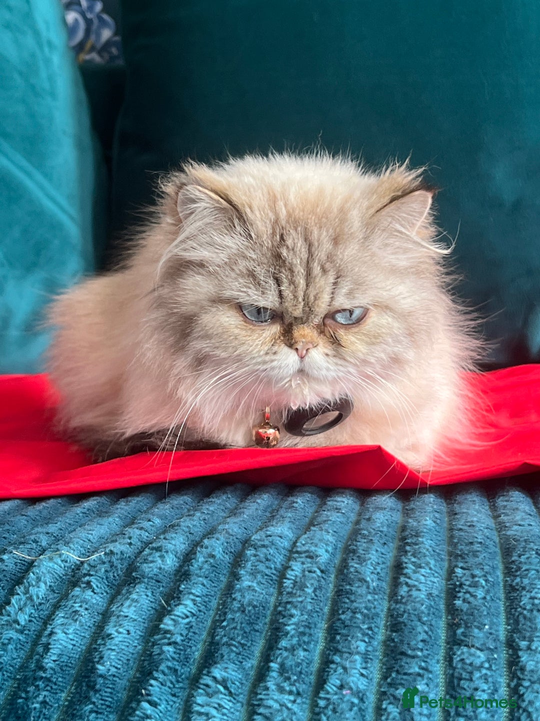 Persian cats for sale: Beautiful Persian Girl  - Image 3