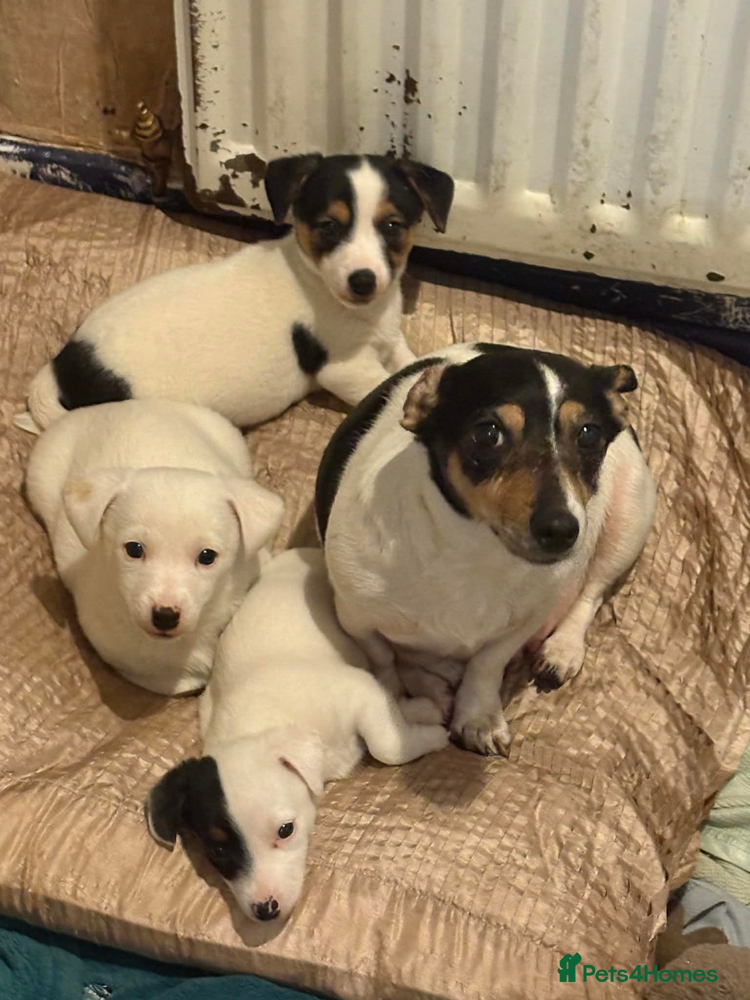 Jack Russell dogs Jack Russel puppies  in Bishop Auckland - Advert 11