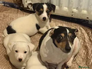 Jack Russell dogs Jack Russel puppies in Bishop Auckland - Advert 11