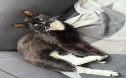 Domestic Shorthair cats for sale: Pretty little tuxedo and cutest little tabby - Image 2