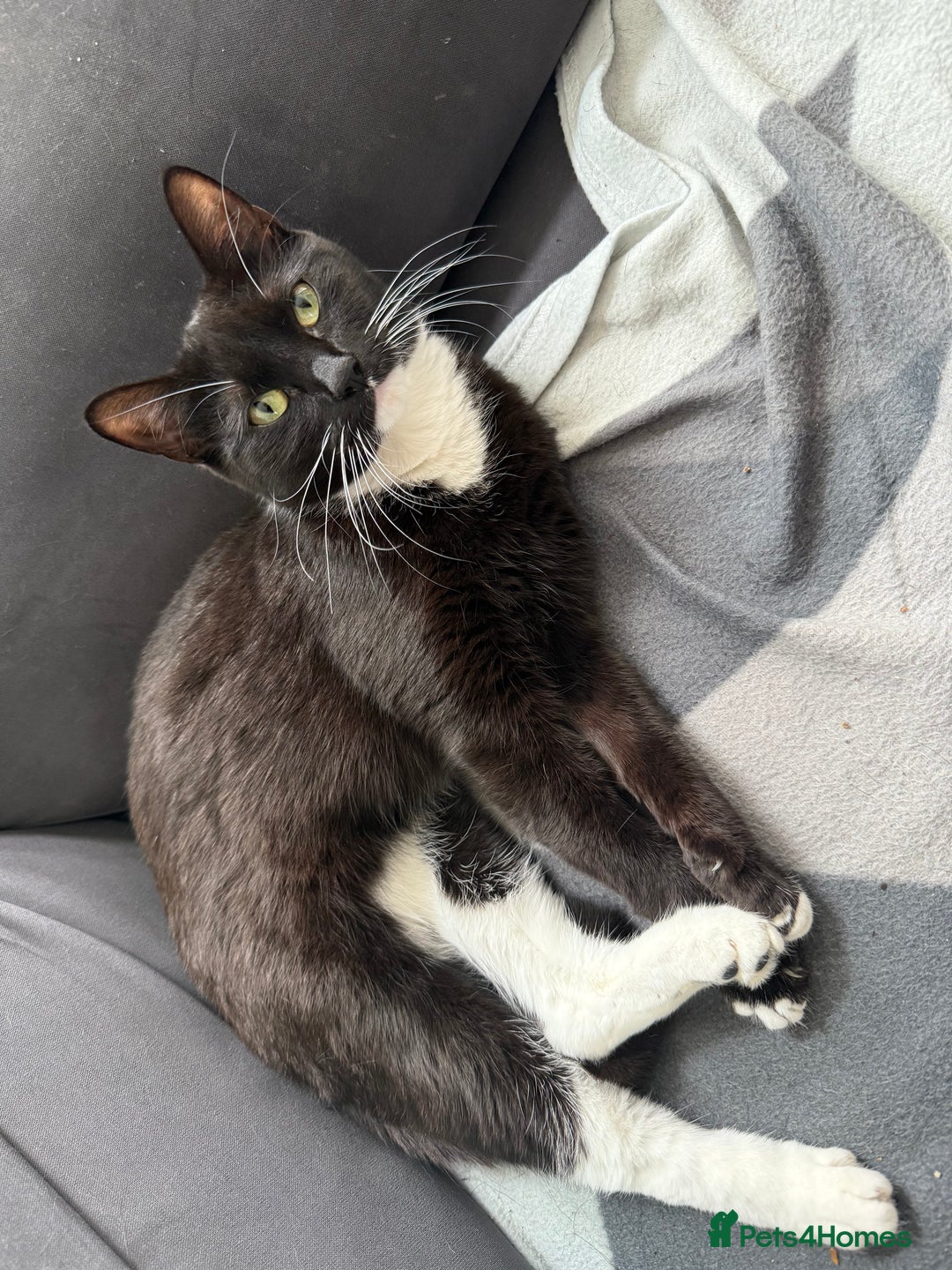 Domestic Shorthair cats for sale: Pretty little tuxedo and cutest little tabby - Image 2