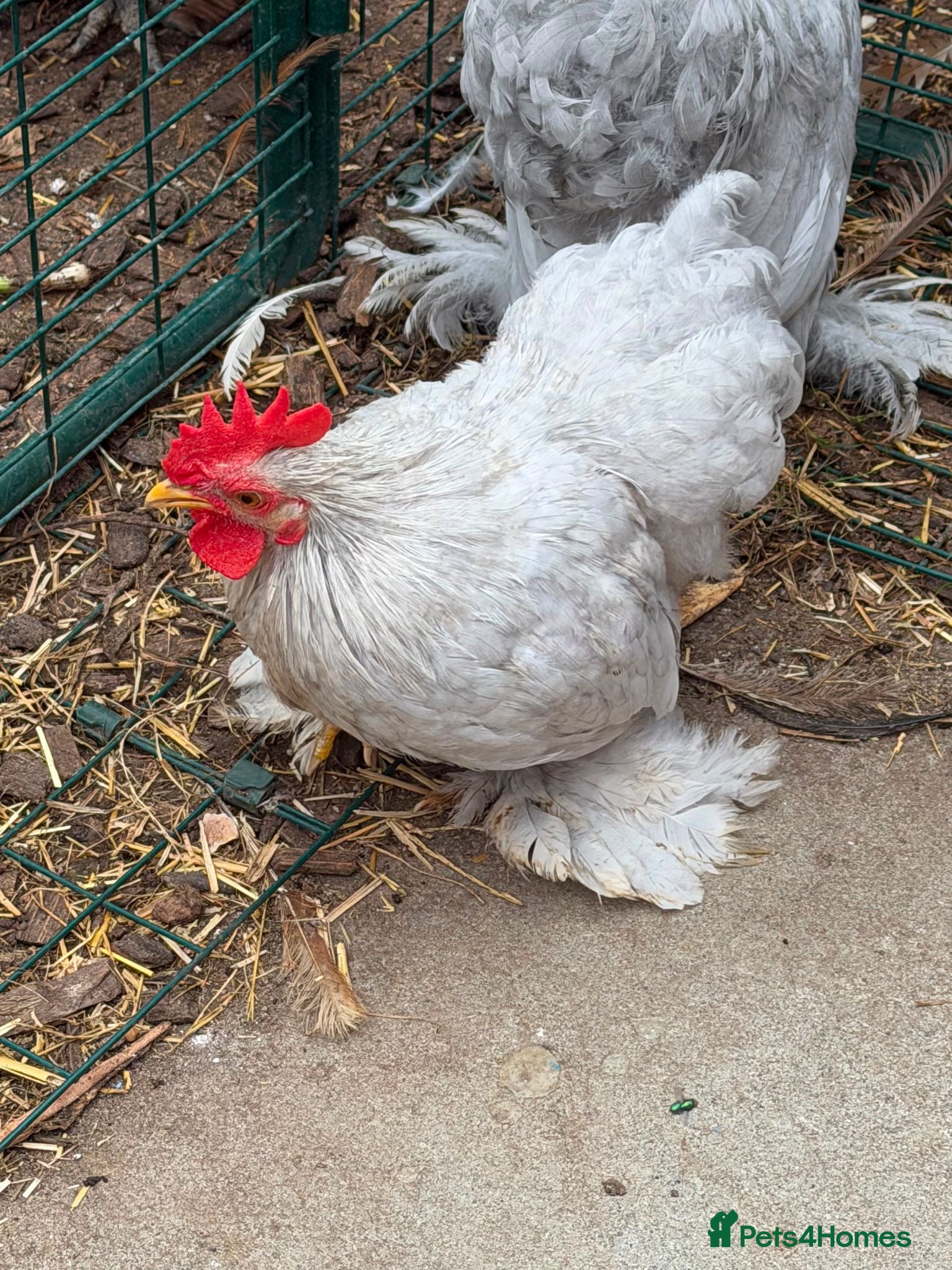 Chickens poultry Mixed Roosters - Advert 1