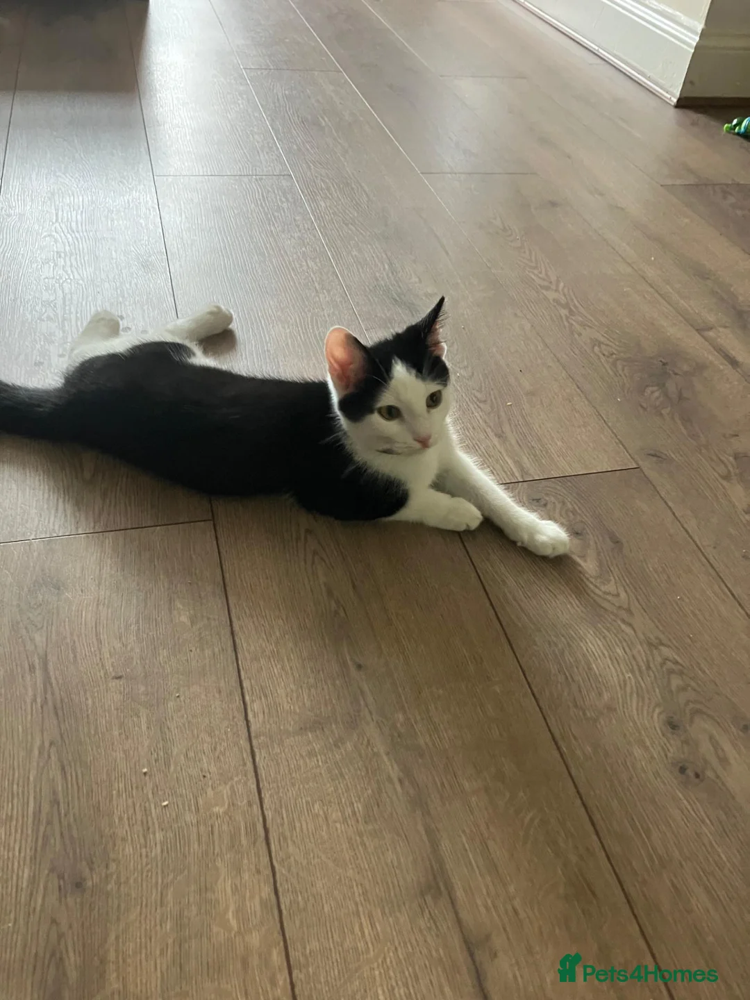 Ragdoll cats for sale: Female ragdoll - Advert 8