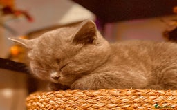 British Shorthair cats for sale: British shorthair kittens - Image 14