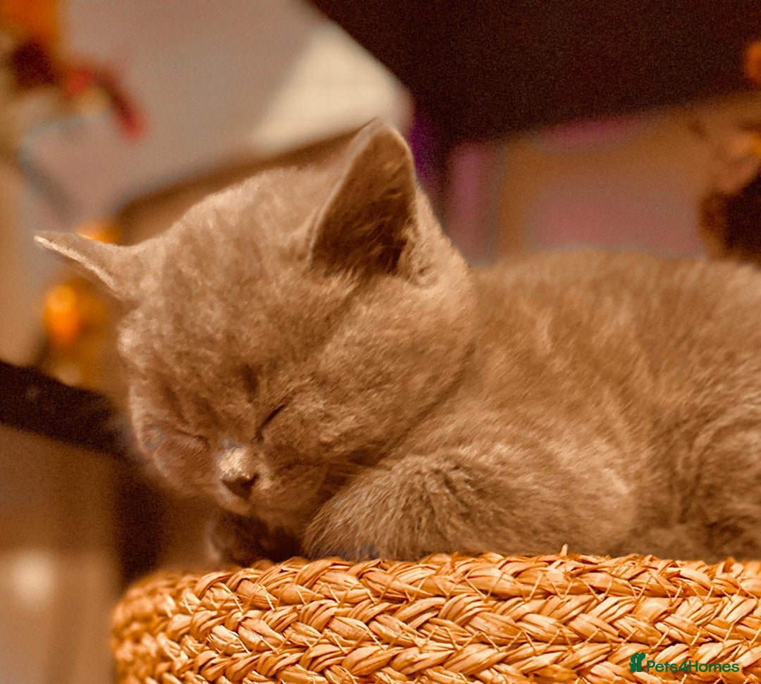 British Shorthair cats for sale: British shorthair kittens - Image 14