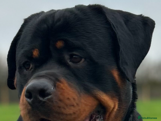 Rottweiler dogs Hector 60kg plus Rottweiler KC Reg in Stanford-le-Hope - Advert 5