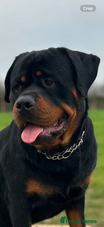 Rottweiler dogs in Stanford-le-Hope - Advert 1
