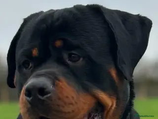 Rottweiler dogs Hector 60kg plus Rottweiler KC Reg - Advert 5