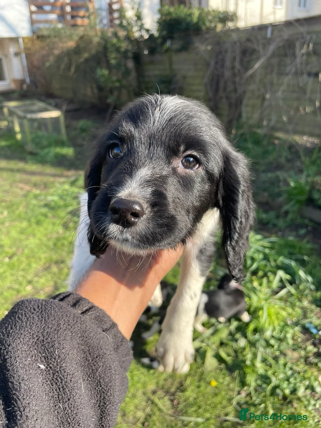 English Springer Spaniel dogs for sale: Chunky KC registered ENGLISH SPRINGER SPANIEL pups - Advert 2
