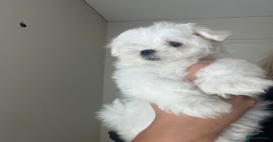 Maltese dogs - Advert 1