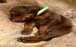 Dobermann dogs for sale: KC REGISTERED HEALTH TESTED DOBERMAN PUPS - Image 23