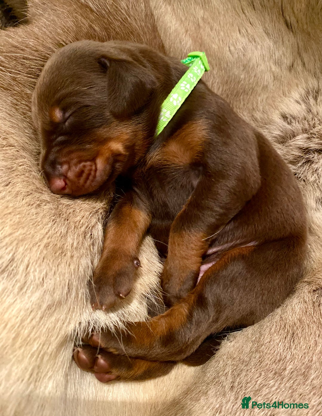 Dobermann dogs for sale: KC REGISTERED HEALTH TESTED DOBERMAN PUPS - Image 23