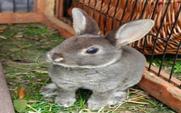 Rex rabbits for sale: Mixed litter of Mini Rex  - Image 39