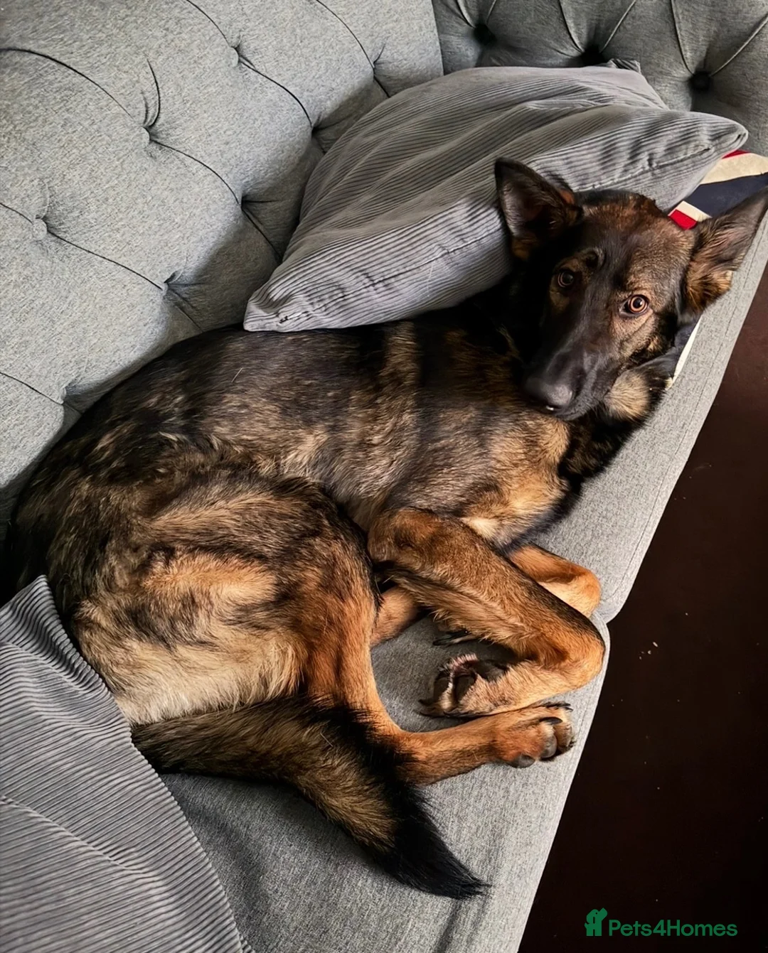 German Shepherd dogs for sale: Our 15 month old German Shepherd girl - Advert 4
