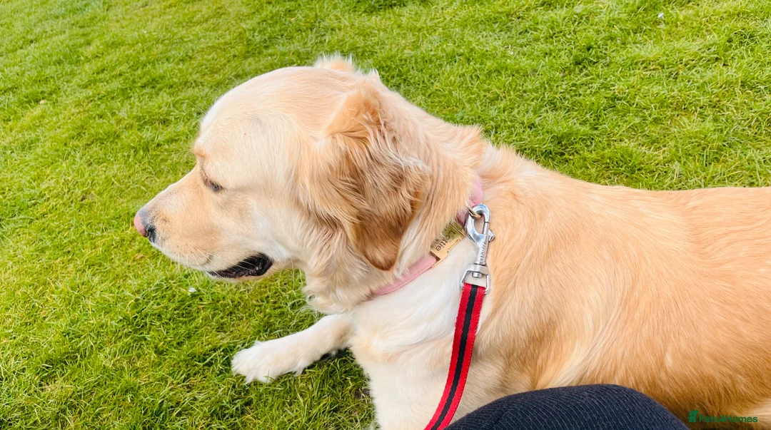 Goldador dogs for sale: Lottie 3 year old Goldador - Advert 2