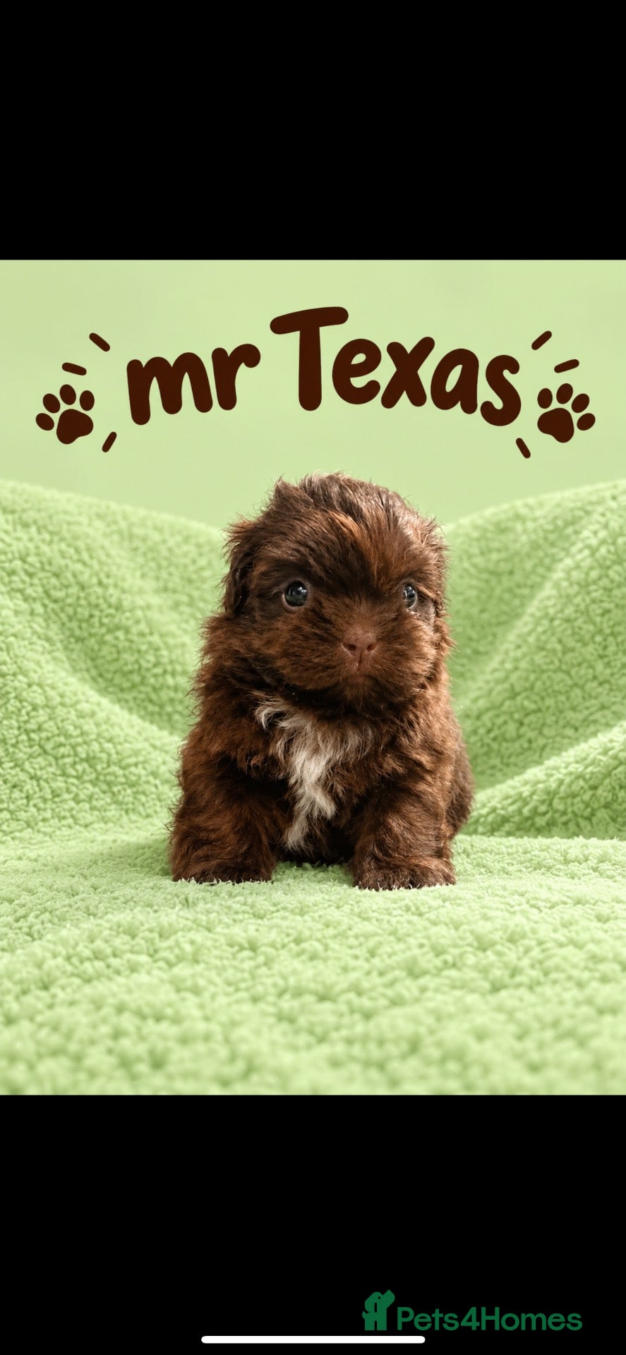 Shih Tzu dogs Imperial shih tzu puppies  - Advert 4