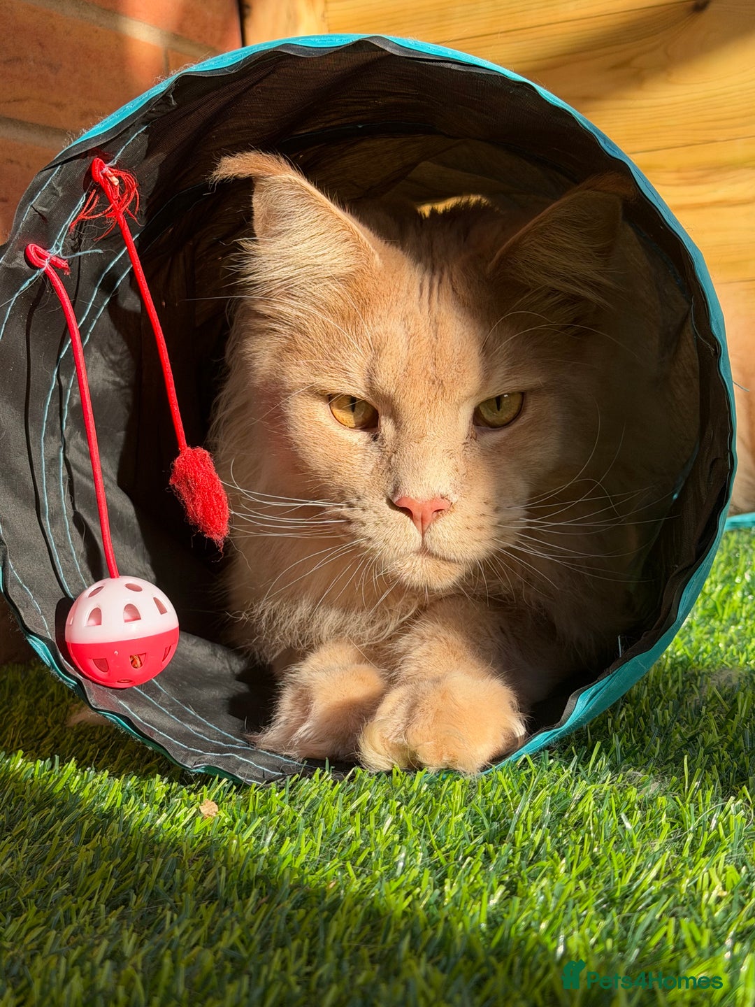 Gallery Image {{count}}