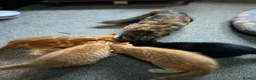Mixed Breed cats for sale: Four beautiful boys - Advert 2