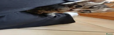 Tabby female