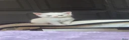 Persian cats for sale: Kittens  - Advert 8