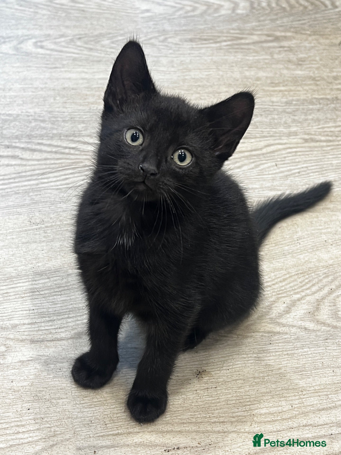 Mixed Breed cats for sale: Two Lovely Black Boy Kittens – 10 Weeks Old 🐈‍⬛ - Advert 2