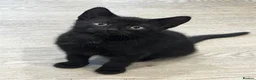 Mixed Breed cats for sale: Two Lovely Black Boy Kittens – 10 Weeks Old 🐈‍⬛ in Leeds - Advert 1