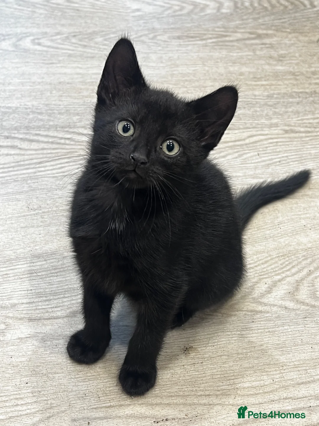 Mixed Breed cats for sale: Two Lovely Black Boy Kittens – 10 Weeks Old 🐈‍⬛ in Leeds - Advert 1