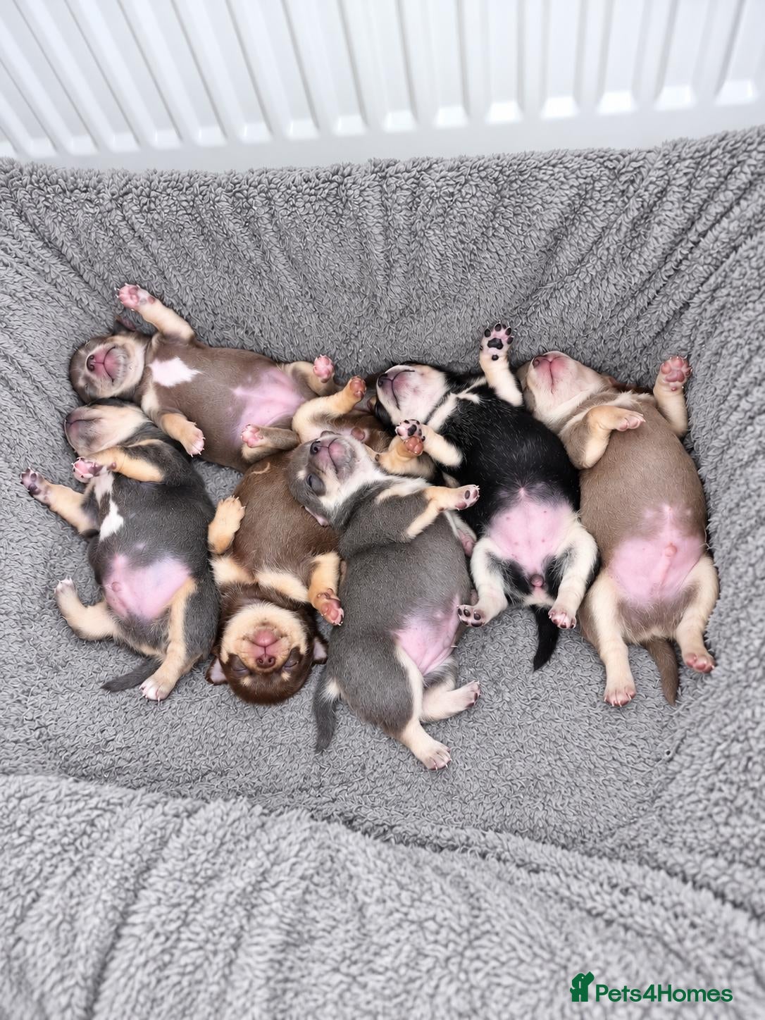 Chihuahua dogs Beautiful Purebred Chihuahua Puppies  🐾 - Advert 2