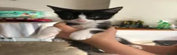 Mixed Breed cats for sale: Male kittens  - Advert 3