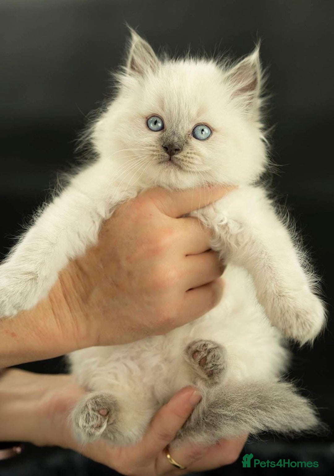 Ragdoll cats for sale: Perfectly raised Blue eyes Rag dollys  - Advert 1