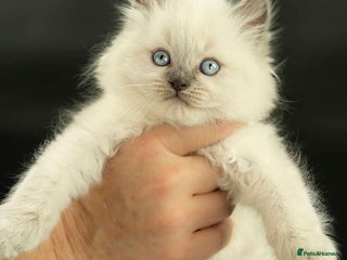 Ragdoll cats Perfectly raised Blue eyes Rag dollys - Advert 2